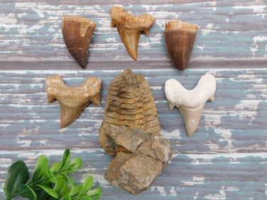 MIXED FOSSIL LOT ROCK STONE LAPIDARY SPECIMEN