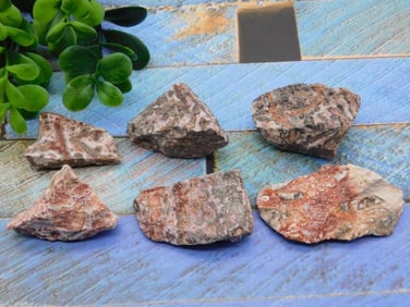 LEOPARD SKIN JASPER ROCK STONE LAPIDARY SPECIMEN