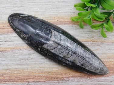 ORTHOCERAS ROCK STONE LAPIDARY SPECIMEN