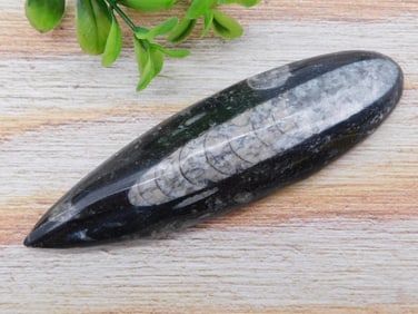 ORTHOCERAS ROCK STONE LAPIDARY SPECIMEN