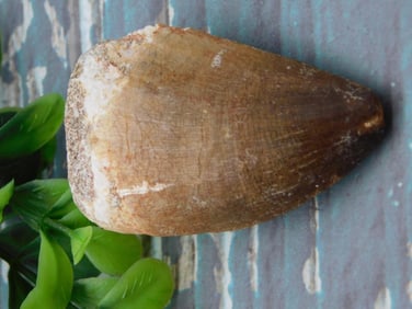 DINOSAUR TOOTH ROCK STONE LAPIDARY SPECIMEN