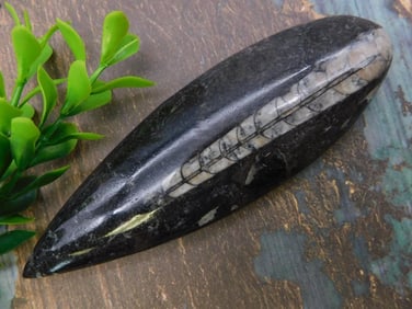 ORTHOCERAS ROCK STONE LAPIDARY SPECIMEN