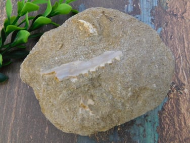 DINOSAUR BONE IN MATRIX ROCK STONE LAPIDARY SPECIMEN