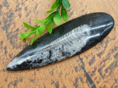 ORTHOCERAS ROCK STONE LAPIDARY SPECIMEN