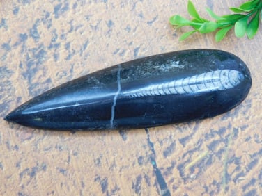 ORTHOCERAS ROCK STONE LAPIDARY SPECIMEN