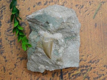 SHARK TOOTH IN MATRIX ROCK STONE LAPIDARY SPECIMEN