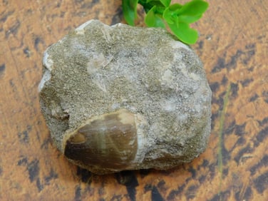 DINOSAUR TOOTH IN MATRIX ROCK STONE LAPIDARY SPECIMEN