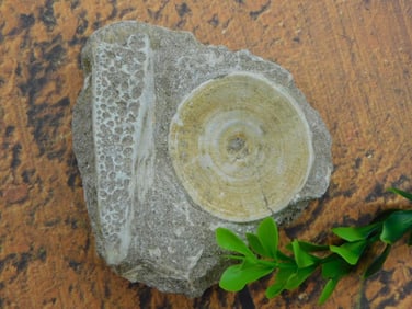 DINOSAUR BONE IN MATRIX ROCK STONE LAPIDARY SPECIMEN