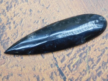 ORTHOCERAS ROCK STONE LAPIDARY SPECIMEN