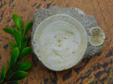 DINOSAUR BONE IN MATRIX ROCK STONE LAPIDARY SPECIMEN