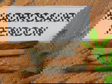 HADROSAUR TENDON FOSSIL ROCK STONE LAPIDARY SPECIMEN