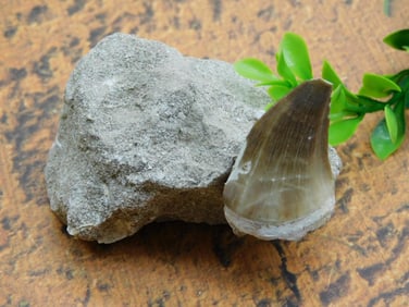 DINOSAUR TOOTH IN MATRIX ROCK STONE LAPIDARY SPECIMEN