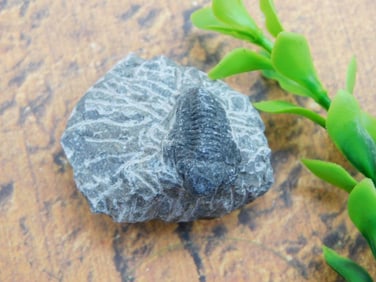 TRILOBITE FOSSIL ROCK STONE LAPIDARY SPECIMEN