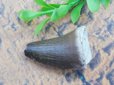 DINOSAUR TOOTH ROCK STONE LAPIDARY SPECIMEN