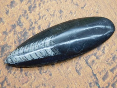 ORTHOCERAS ROCK STONE LAPIDARY SPECIMEN