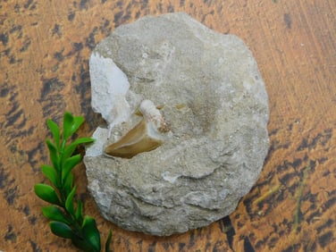 SHARK TOOTH IN MATRIX ROCK STONE LAPIDARY SPECIMEN