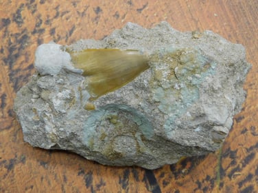 SHARK TOOTH IN MATRIX ROCK STONE LAPIDARY SPECIMEN