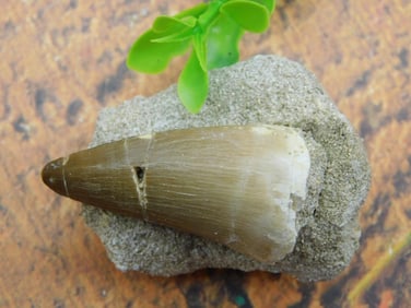 SHARK TOOTH IN MATRIX ROCK STONE LAPIDARY SPECIMEN