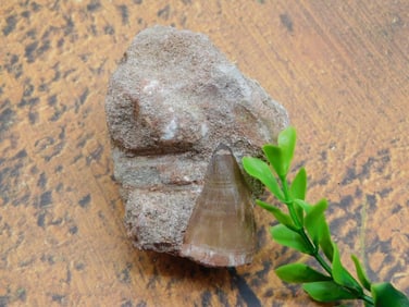 DINOSAUR TOOTH IN MATRIX ROCK STONE LAPIDARY SPECIMEN