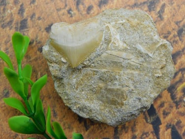 SHARK TOOTH IN MATRIX ROCK STONE LAPIDARY SPECIMEN