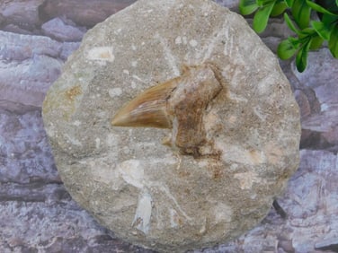 SHARK TOOTH IN MATRIX ROCK STONE LAPIDARY SPECIMEN