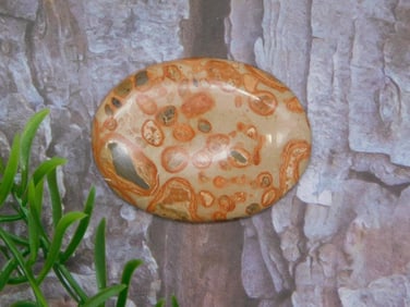 FOSSIL STONE CABOCHON ROCK STONE LAPIDARY SPECIMEN