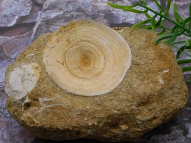 DINOSAUR BONE IN MATRIX ROCK STONE LAPIDARY SPECIMEN