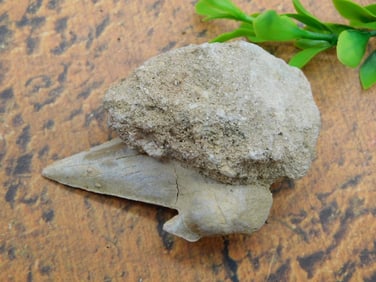 SHARK TOOTH IN MATRIX ROCK STONE LAPIDARY SPECIMEN
