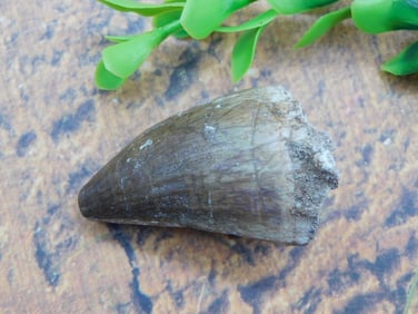DINOSAUR TOOTH ROCK STONE LAPIDARY SPECIMEN