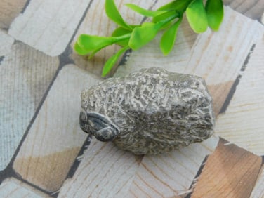 TRILOBITE FOSSIL ROCK STONE LAPIDARY SPECIMEN