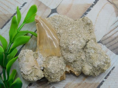 SHARK TOOTH IN MATRIX ROCK STONE LAPIDARY SPECIMEN