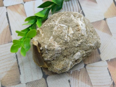 DINOSAUR TOOTH IN MATRIX ROCK STONE LAPIDARY SPECIMEN