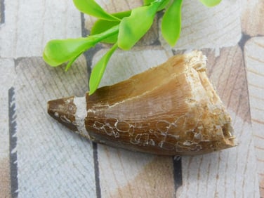 DINOSAUR TOOTH ROCK STONE LAPIDARY SPECIMEN