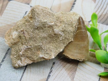 DINOSAUR TOOTH IN MATRIX ROCK STONE LAPIDARY SPECIMEN