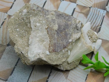 SHARK TOOTH IN MATRIX ROCK STONE LAPIDARY SPECIMEN