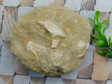 DINOSAUR BONE IN MATRIX ROCK STONE LAPIDARY SPECIMEN