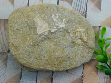 DINOSAUR BONE IN MATRIX ROCK STONE LAPIDARY SPECIMEN