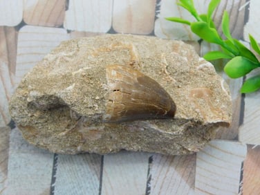 DINOSAUR TOOTH IN MATRIX ROCK STONE LAPIDARY SPECIMEN