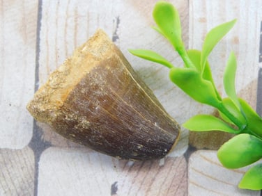 DINOSAUR TOOTH ROCK STONE LAPIDARY SPECIMEN