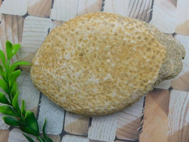 FOSSILIZED CORAL ROCK STONE LAPIDARY SPECIMEN