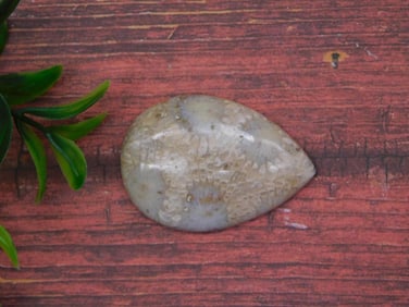 FOSSILIZED CORAL CABOCHON ROCK STONE LAPIDARY SPECIMEN