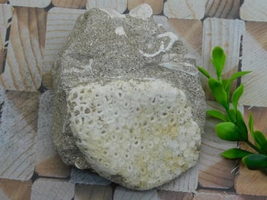 FOSSIL ROCK STONE LAPIDARY SPECIMEN