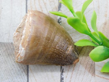 DINOSAUR TOOTH ROCK STONE LAPIDARY SPECIMEN