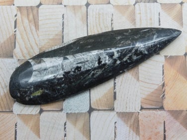 ORTHOCERAS ROCK STONE LAPIDARY SPECIMEN
