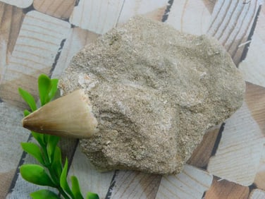 DINOSAUR TOOTH IN MATRIX ROCK STONE LAPIDARY SPECIMEN