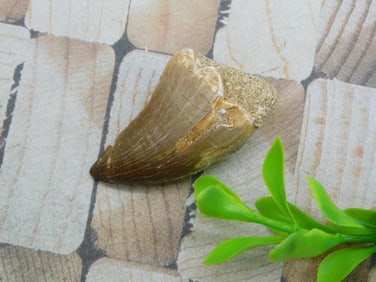 DINOSAUR TOOTH ROCK STONE LAPIDARY SPECIMEN