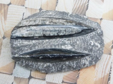 ORTHOCERAS PLAQUE ROCK STONE LAPIDARY SPECIMEN