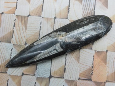 ORTHOCERAS ROCK STONE LAPIDARY SPECIMEN