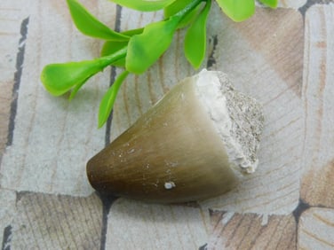 DINOSAUR TOOTH ROCK STONE LAPIDARY SPECIMEN