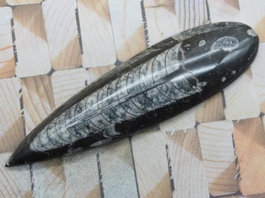 ORTHOCERAS ROCK STONE LAPIDARY SPECIMEN